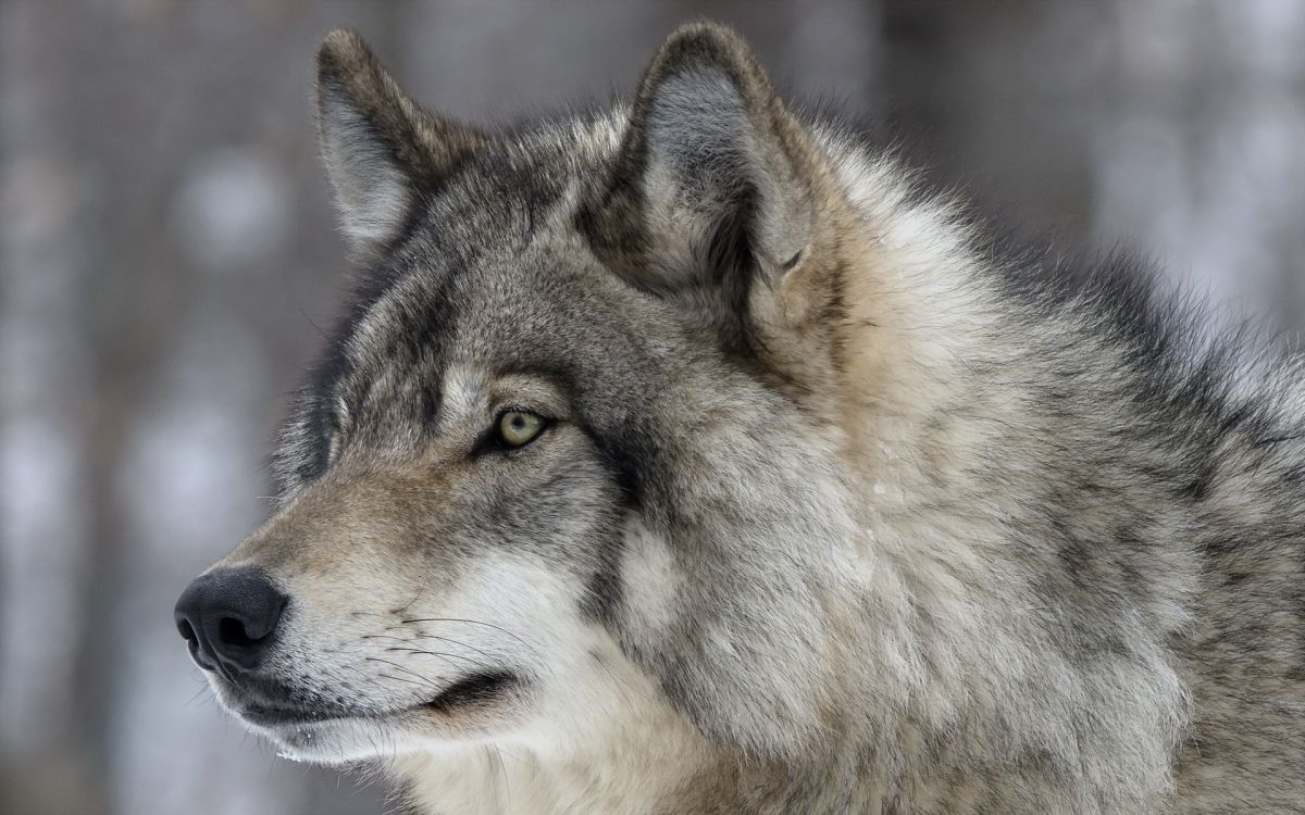 white and black wolf in close up photography