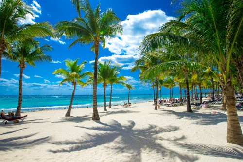 Image palm trees on beach during daytime