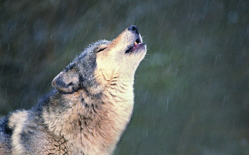 Image white and black wolf on green grass field