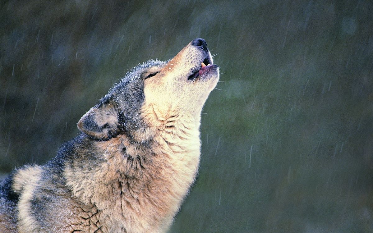 white and black wolf on green grass field