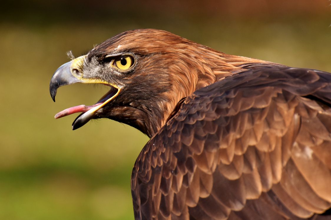 brown and white eagle flying during daytime