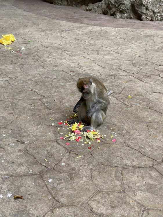 Macacos, Primado, Monos Del Viejo Mundo, Biología, Ciencia. Wallpaper in 1536x2048 Resolution