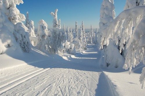 Image white horse on snow covered ground during daytime