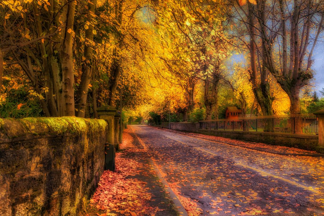 brown trees on brown dirt road