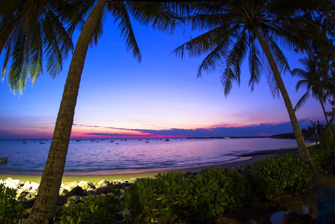 Green Palm Tree Near Sea During Daytime. Wallpaper in 2560x1707 Resolution