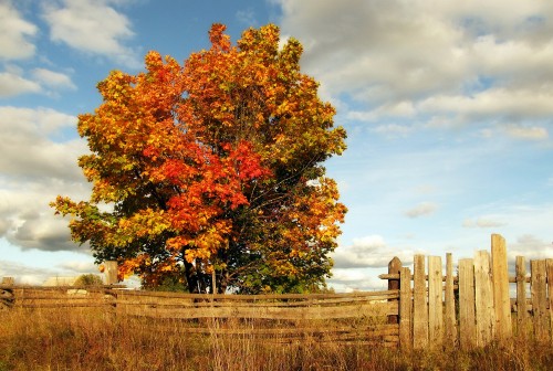 Image brown tree near brown wooden fence under white clouds during daytime