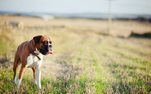 Image brown and white short coated dog on green grass field during daytime