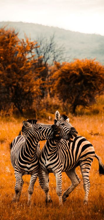 Color Sabana, Toalla, de Colores, Zebra, la Comunidad Vegetal. Wallpaper in 1421x3000 Resolution