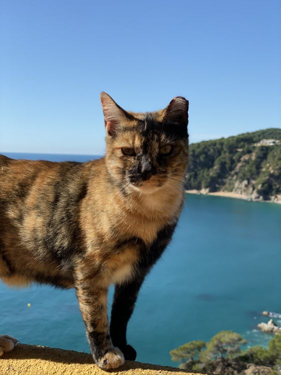 Aegean Cat, Backenbart, Wissenschaft, Biologie, Carnivore. Wallpaper in 1536x2048 Resolution