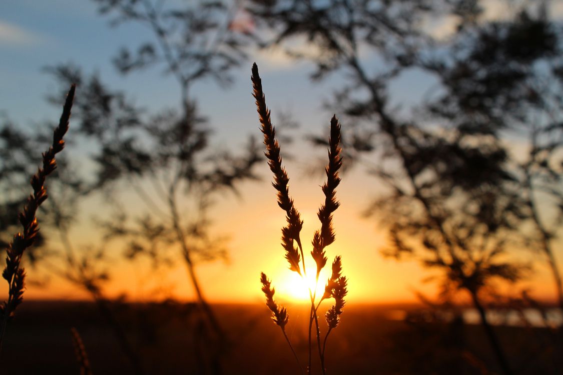 Sunset, Sunlight, Sunrise, Grasses, Dusk. Wallpaper in 5184x3456 Resolution