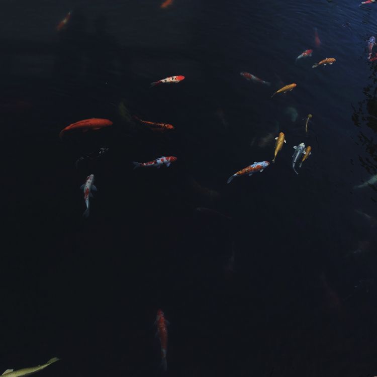 Wasser, Marine Biologie, Koi, Wissenschaft, Flüssigkeit. Wallpaper in 2964x2964 Resolution