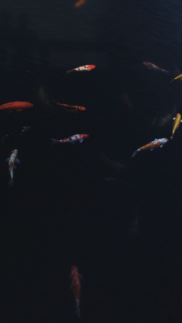 Image water, marine biology, koi, science, fluid