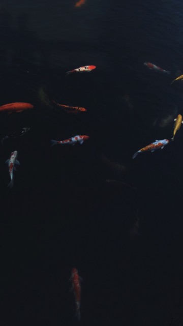 Image water, marine biology, koi, science, fluid