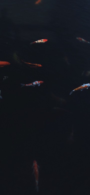 Image water, marine biology, koi, science, fluid