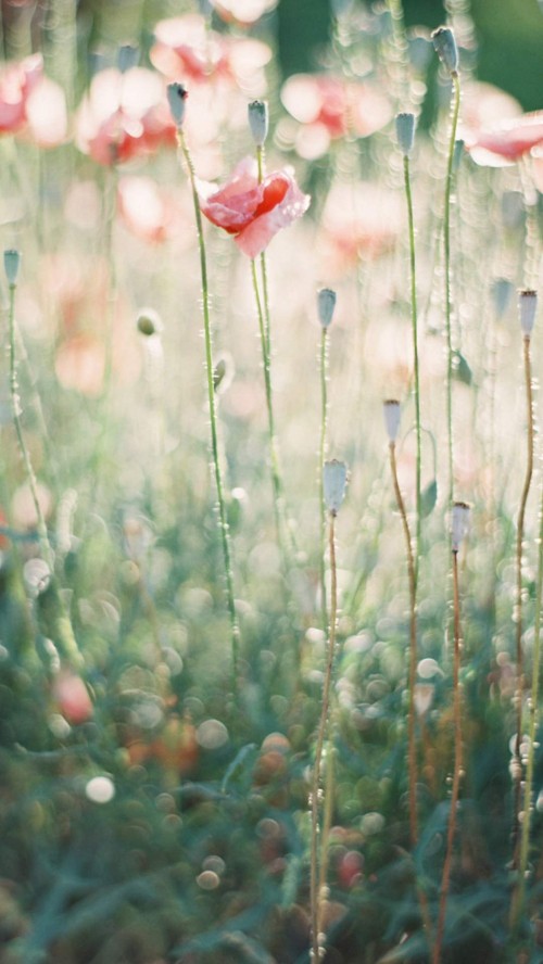 Image red flower in the middle of green grass field