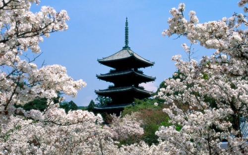 Image black pagoda temple surrounded by cherry blossom trees during daytime