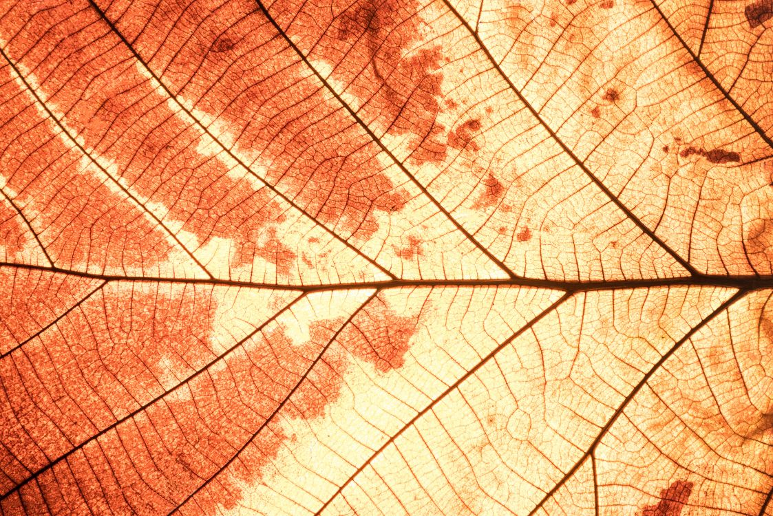 Brown and White Leaf in Close up Photography. Wallpaper in 2354x1572 Resolution