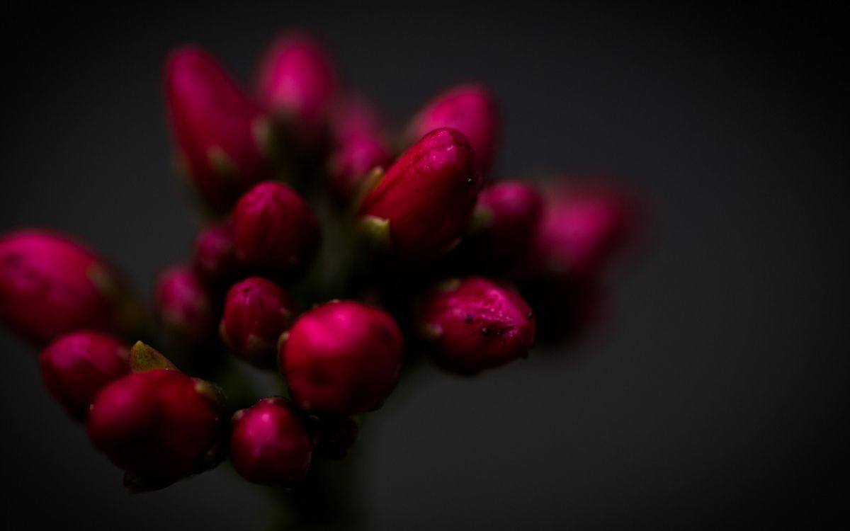 de Cerca, Las Rosas de Jardín, Crisantemo, Pétalo, Morado. Wallpaper in 2560x1600 Resolution