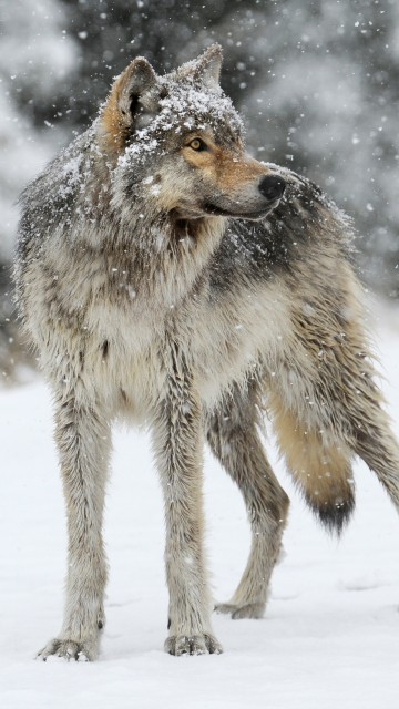 Image gray wolf in snow, snow, coyote, czechoslovakian wolfdog, eastern wolf