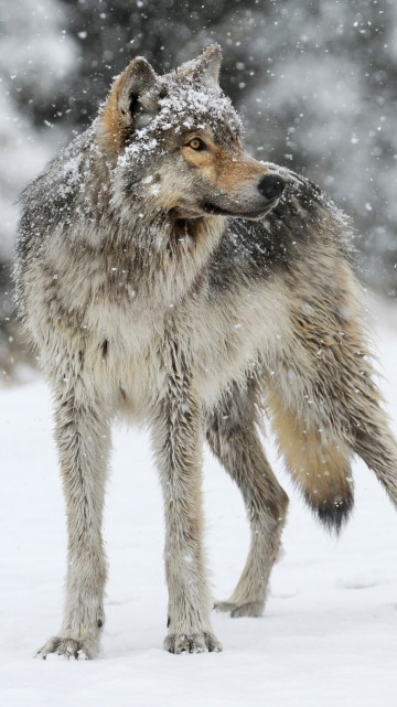 Image gray wolf in snow, snow, coyote, czechoslovakian wolfdog, eastern wolf