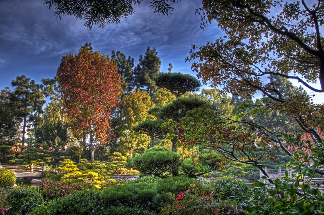 green and brown trees under blue sky