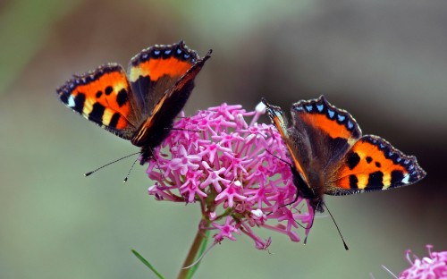 Image brown black and white butterfly perched on pink flower