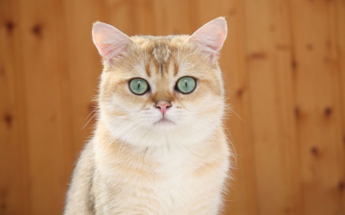 orange tabby cat in tilt shift lens