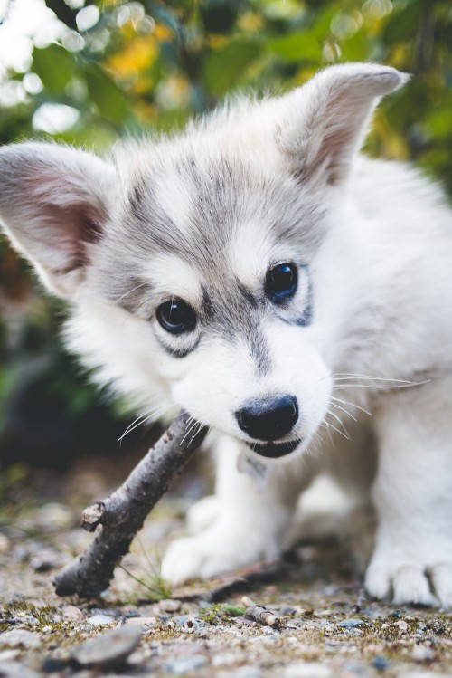 Image white and black siberian husky puppy on tree branch