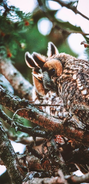 Image brown owl on brown tree branch during daytime