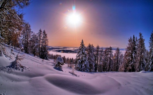 Image snow covered field with trees during daytime