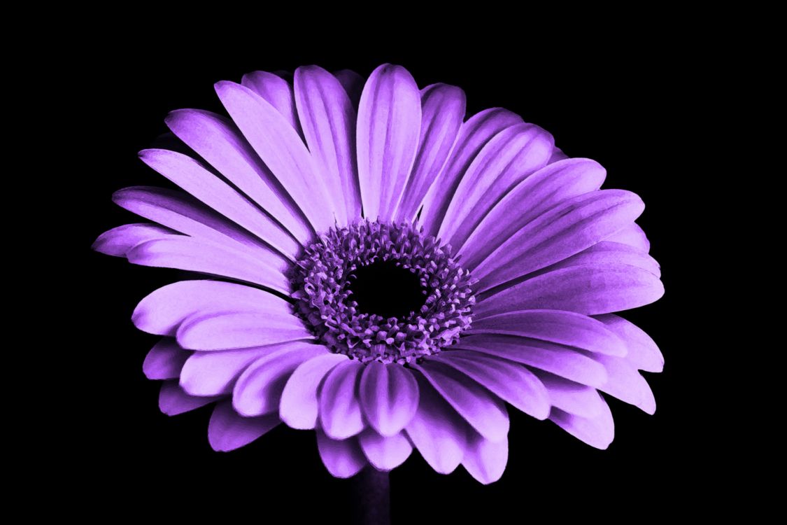 Fleur Violette Sur Fond Noir. Wallpaper in 5184x3456 Resolution