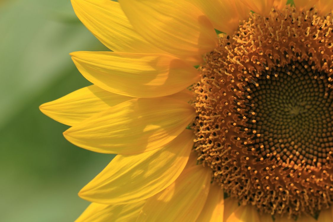 Yellow Sunflower in Close up Photography. Wallpaper in 2048x1365 Resolution