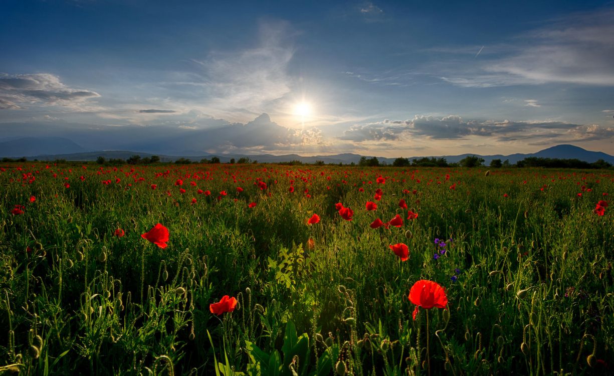 Campo de Flores Rojas Bajo el Cielo Nublado Durante el Día. Wallpaper in 2048x1253 Resolution