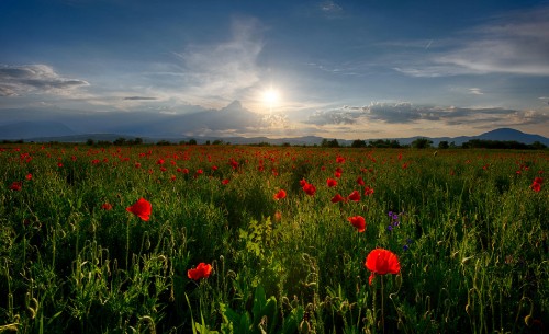 Image red flower field under cloudy sky during daytime