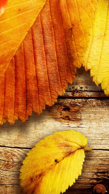 Image yellow leaves on brown wooden surface