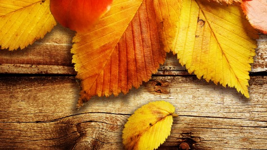 Image yellow leaves on brown wooden surface