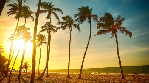 Image coconut palm trees on beach during sunset