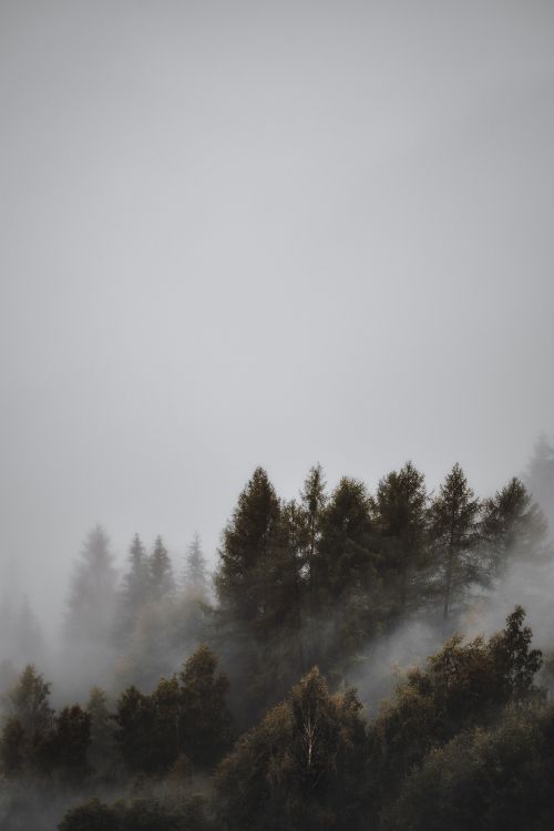 Forêt, Brouillard, Atmosphère, Matin, Paysage Naturel. Wallpaper in 3648x5472 Resolution
