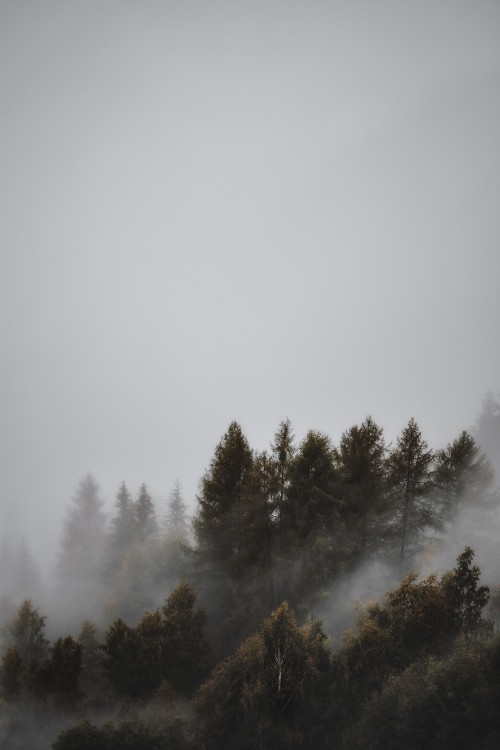 Image forest, tree, mist, fog, atmosphere