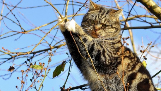Image brown tabby cat on tree branch