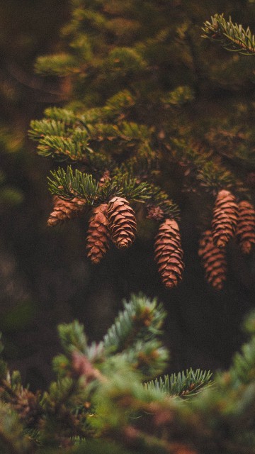 Image green pine cone on green pine tree