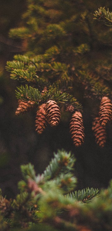 Image green pine cone on green pine tree
