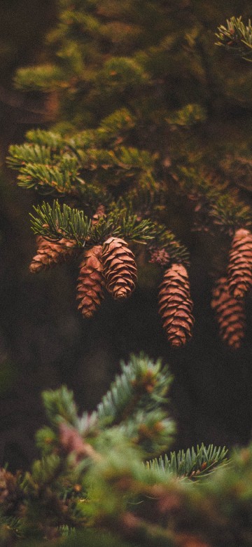 Image green pine cone on green pine tree
