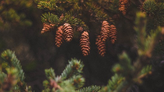 Image green pine cone on green pine tree