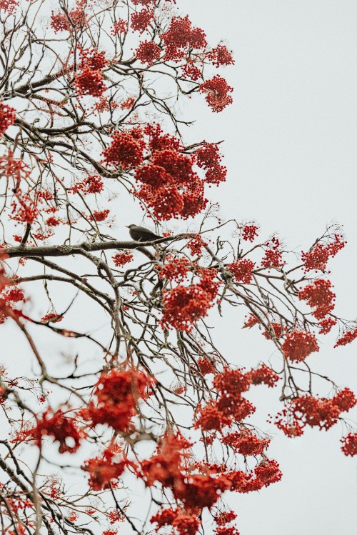 Image tree, red, branch, plant, flower