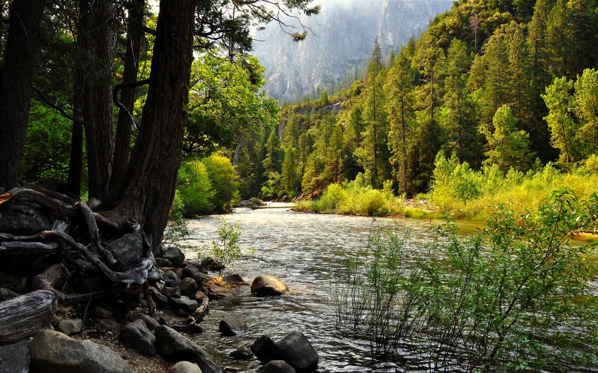 green trees near lake during daytime