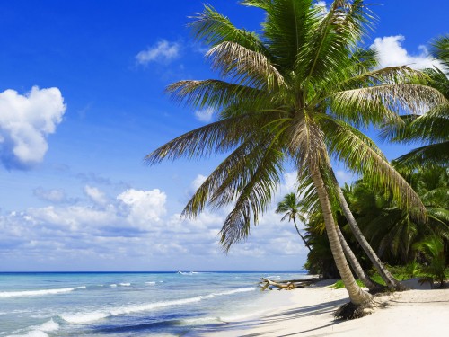 Image green palm tree on beach during daytime