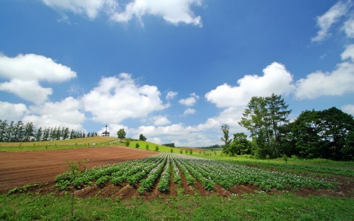 Image green grass field under blue sky and white clouds during daytime