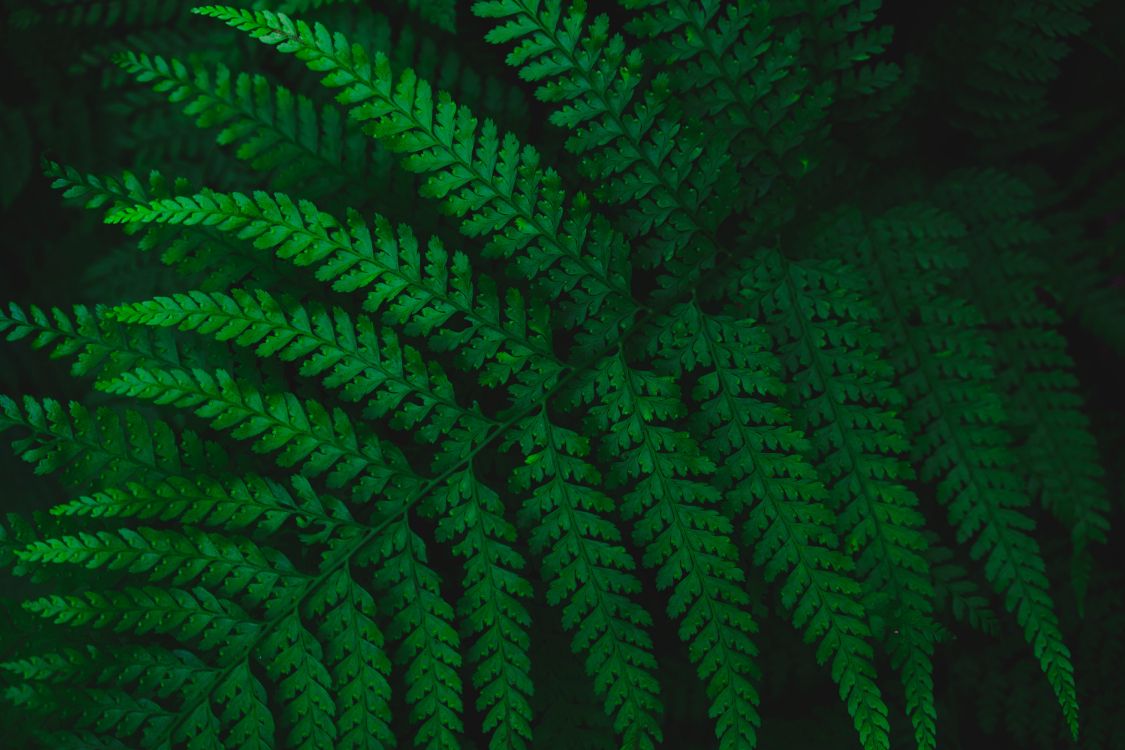 Fern, Leaf, Green, Vascular Plant, Plant. Wallpaper in 6000x4000 Resolution