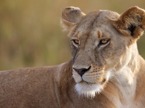 Image brown lioness on green grass during daytime